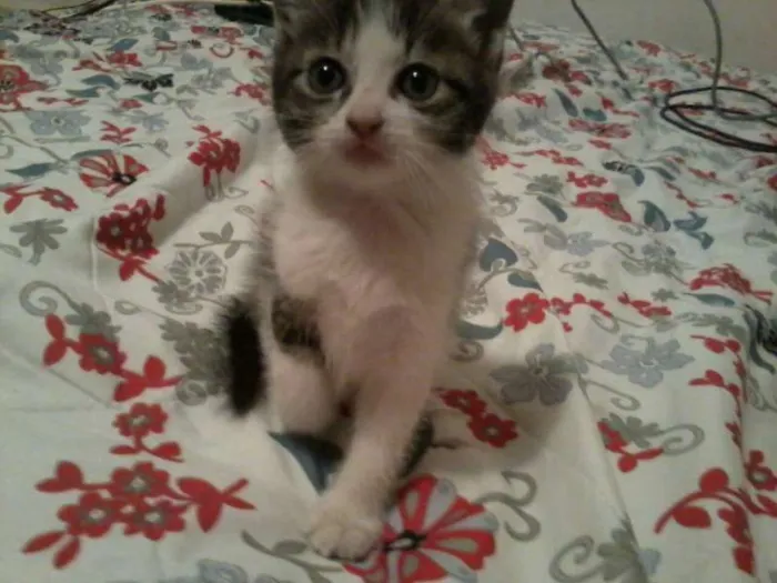 Gato ra a  idade Abaixo de 2 meses nome Sem nome