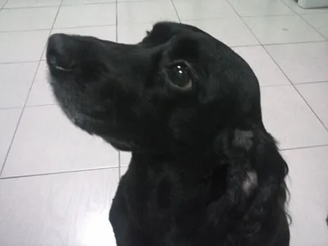 Cachorro ra a Cocker idade 6 ou mais anos nome Estrela