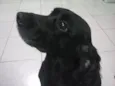 Estrela