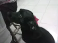 Estrela