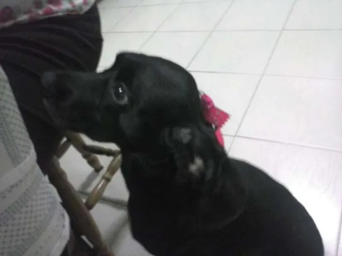 Cachorro ra a Cocker idade 6 ou mais anos nome Estrela