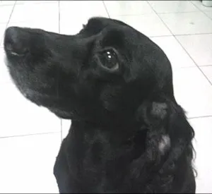 Cachorro raça Cocker idade 6 ou mais anos nome Estrela