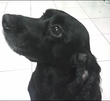 Cachorro ra a Cocker idade 6 ou mais anos nome Estrela