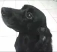 Estrela