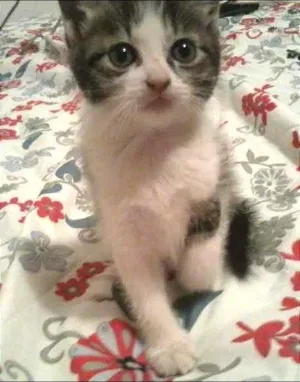 Gato raça  idade Abaixo de 2 meses nome Sem nome