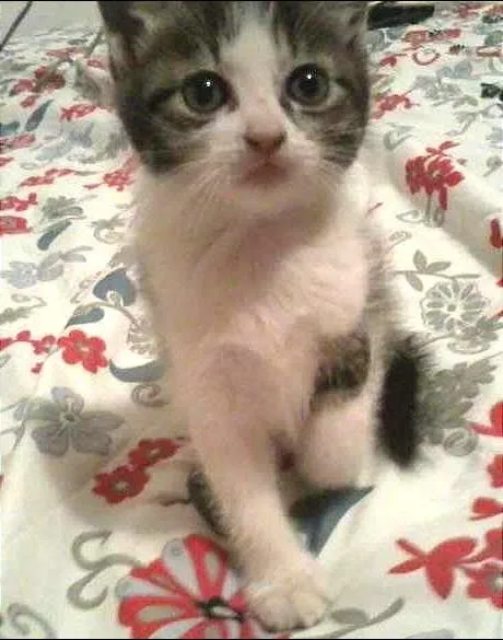 Gato ra a  idade Abaixo de 2 meses nome Sem nome