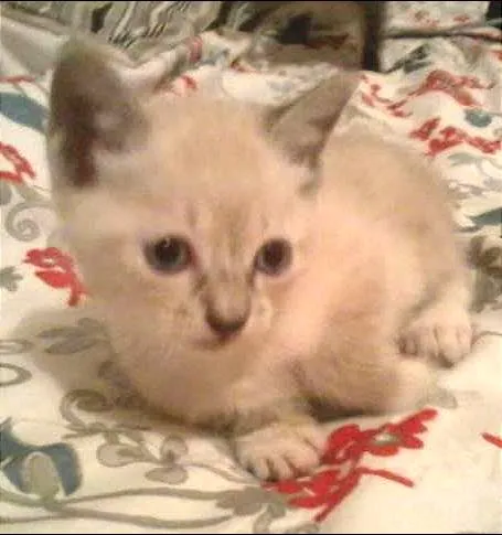 Gato ra a  idade Abaixo de 2 meses nome Sem nome