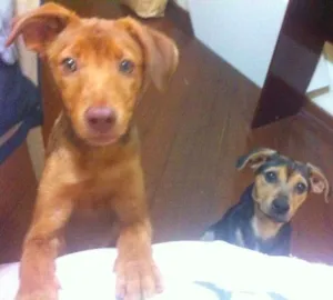 Cachorro raça vira-lata idade 7 a 11 meses nome Tutti e Lila