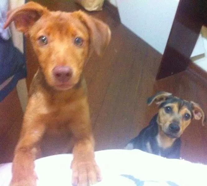 Cachorro raça vira-lata idade 7 a 11 meses nome Tutti e Lila