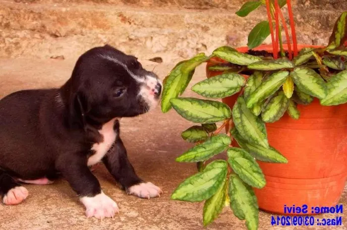 Cachorro raça Vira-Lata idade Abaixo de 2 meses nome Seivi
