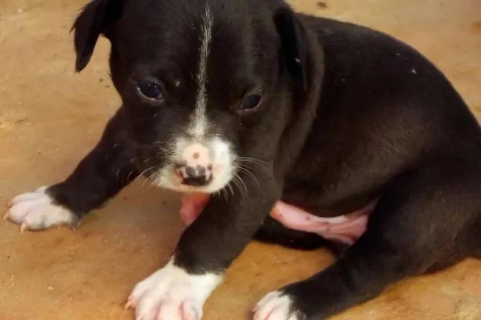 Cachorro raça Vira-Lata idade Abaixo de 2 meses nome Seivi