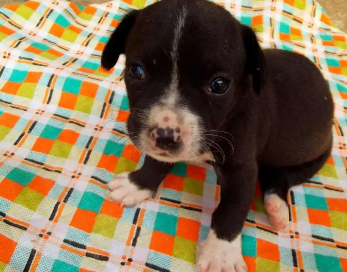 Cachorro raça Vira-Lata idade Abaixo de 2 meses nome Seivi