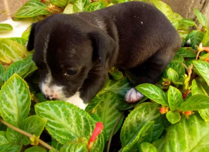 Cachorro raça Vira-Lata idade Abaixo de 2 meses nome Seivi