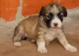 Belinha