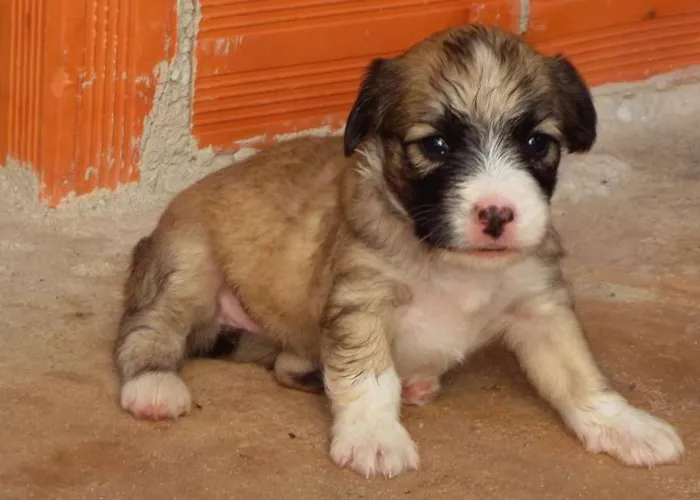 Cachorro raça Vira-Lata idade Abaixo de 2 meses nome Belinha