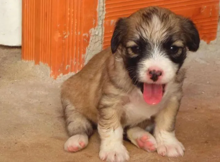 Cachorro raça Vira-Lata idade Abaixo de 2 meses nome Belinha