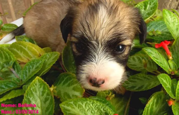 Cachorro raça Vira-Lata idade Abaixo de 2 meses nome Belinha