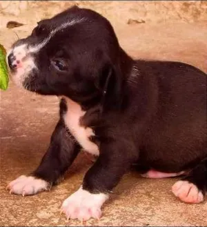 Cachorro raça Vira-Lata idade Abaixo de 2 meses nome Seivi