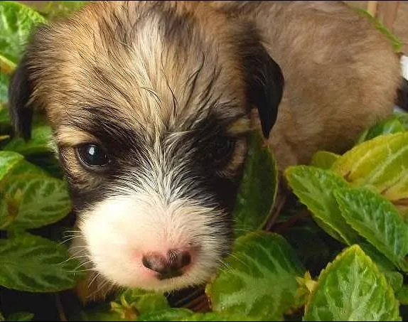 Cachorro raça Vira-Lata idade Abaixo de 2 meses nome Belinha