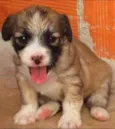 Belinha