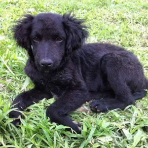 Cachorro raça SRD idade 2 a 6 meses nome Sushi