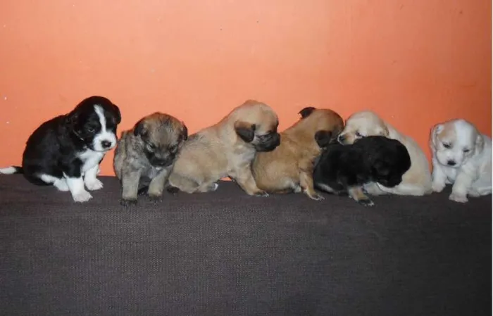 Cachorro ra a não sei  idade Abaixo de 2 meses nome filhotes