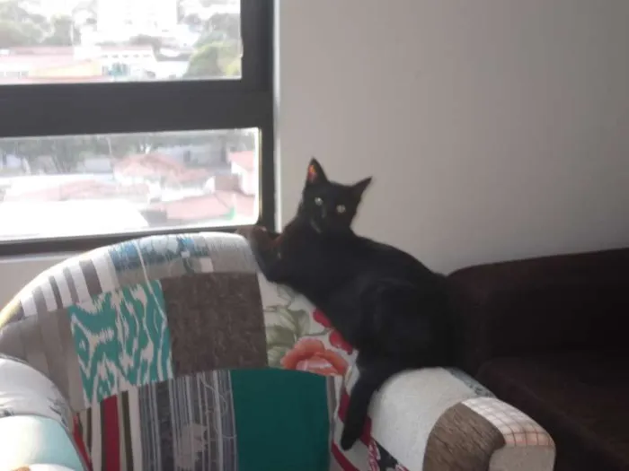 Gato ra a NÃO DEFINIDA idade 7 a 11 meses nome HORUS