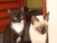 Tainá e Sapeca