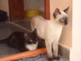 Tainá e Sapeca