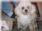 Cachorro ra a poodle idade 6 ou mais anos nome Pity