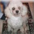 Cachorro ra a poodle idade 6 ou mais anos nome Pity