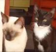 Tainá e Sapeca