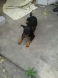 Cachorro raça SRD idade 1 ano nome Joaquim