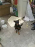 Cachorro raça SRD idade 1 ano nome Joaquim