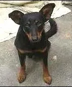 Cachorro raça SRD idade 1 ano nome Joaquim
