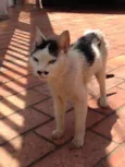 Gatinha