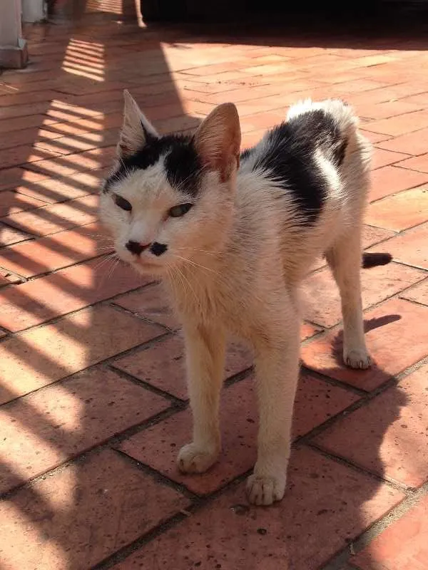 Gato ra a Srd idade  nome Gatinha