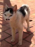Gatinha