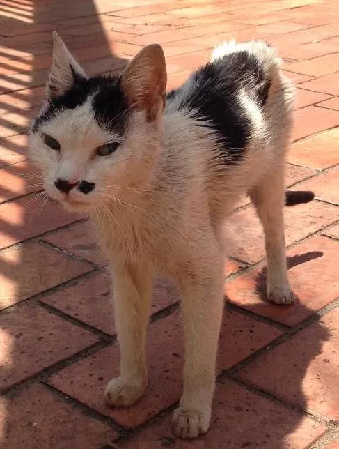 Gato ra a Srd idade  nome Gatinha