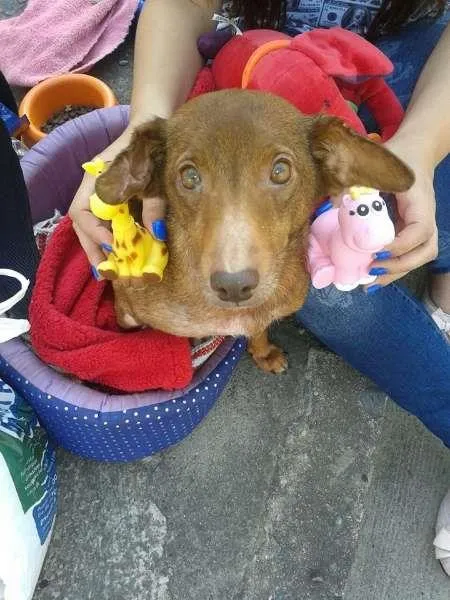 Cachorro raça SRD idade 6 ou mais anos nome Lindinha