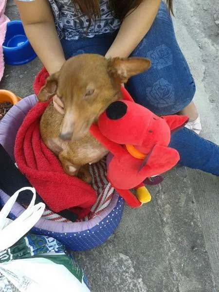 Cachorro raça SRD idade 6 ou mais anos nome Lindinha