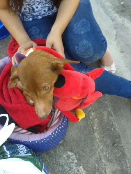 Cachorro raça SRD idade 6 ou mais anos nome Lindinha