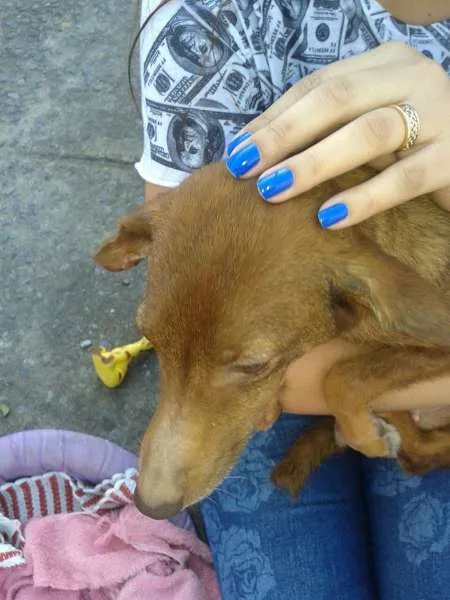 Cachorro raça SRD idade 6 ou mais anos nome Lindinha