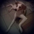 Marley