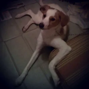 Cachorro raça SRD idade 1 ano nome Marley
