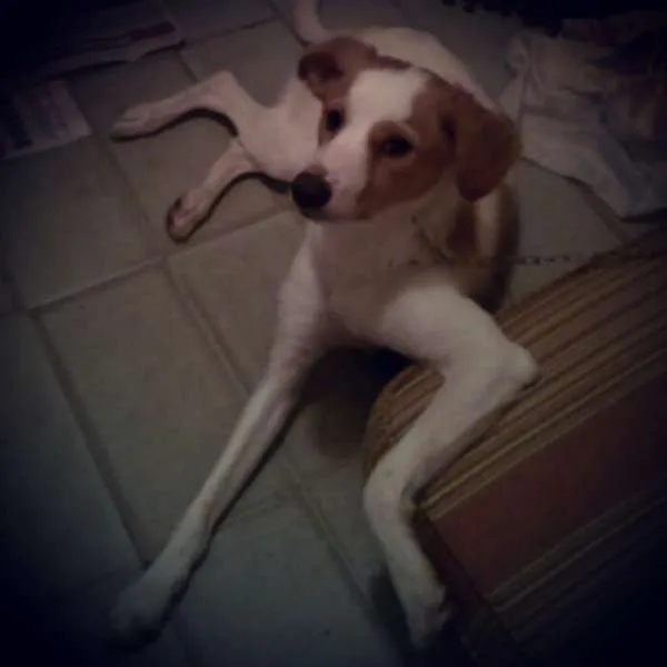 Cachorro ra a SRD idade 1 ano nome Marley