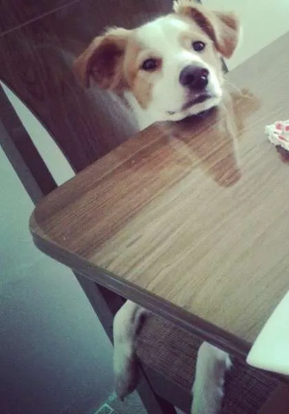 Cachorro ra a SRD idade 1 ano nome Marley