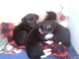 Cachorro ra a não tem  idade Abaixo de 2 meses nome não tem 