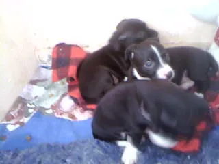 Cachorro ra a não tem  idade Abaixo de 2 meses nome não tem 