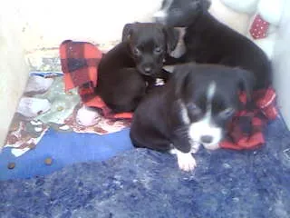 Cachorro ra a não tem  idade Abaixo de 2 meses nome não tem 